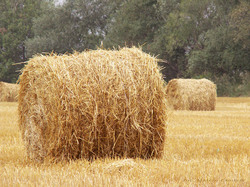 Filename=sloma_00.jpg
Filesize=264KiB
Dimensions=1024x768
Date added=Aug 27, 2026 sloma_00.jpg