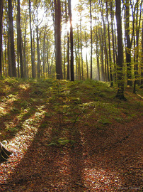 buczyna200509.jpg