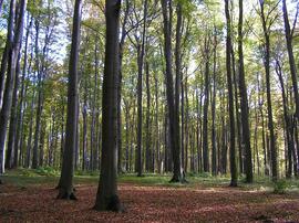buczyna200510.JPG